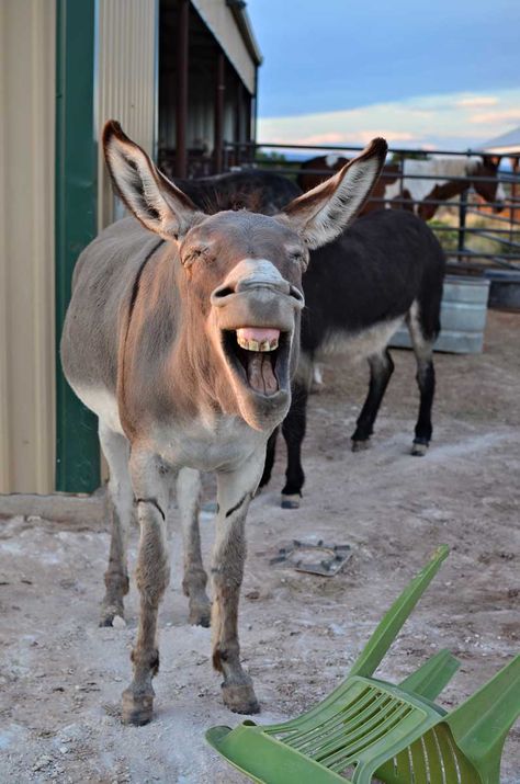 The 7MSN Ranch: OMG Best picture ever Mules Animal, Laughing Animals, Smiling Animals, Cute Donkey, A Donkey, Animal Antics, The Donkey, Excuse Me, Horse Love