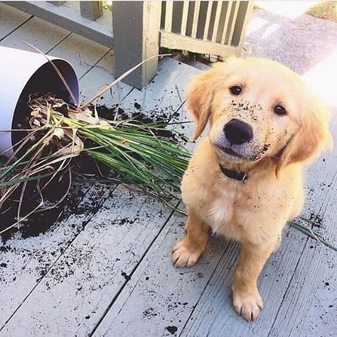 🐶♥😍😍😍😍😍😍😍😍😍😍😍😍😍😍😍😍 Funny Golden Retriever Pictures, Grumpy Dog, Dog Snapchats, Staffy Dog, Shitzu Dogs, Mutt Dog, Cute Puppy Breeds, Golden Retriever Funny, Super Cute Puppies