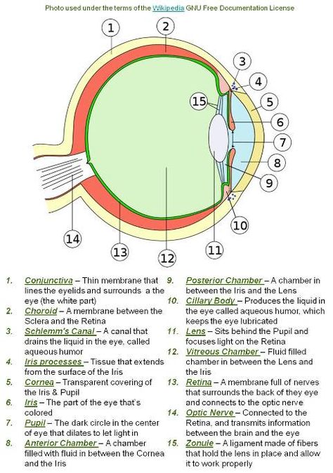 Parts Of The Eye And Functions, Structure Of Eye Notes, Opthalmic Technician, Uni Notes, Optician Training, Cell Biology Notes, Optometry Education, Eye Health Remedies, Vet Technician