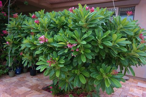 Growing Dwarf Singapore Pink plumeria in Phoenix, Arizona — Write On Rubee Container Trees, Plumeria Plant, Pink Plumeria, Flowers To Grow, Backyard Gardens, Small Container, Best Flowers, Small Backyard Gardens, Pink Garden