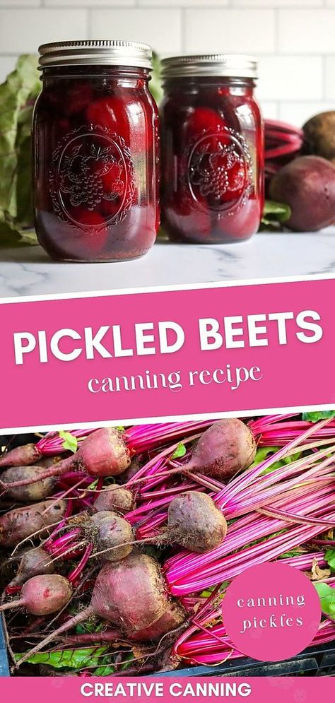 Delight in the art of canning with our pickled beets canning recipe. This recipe incorporates warm spices like cloves, allspice, and cinnamon, along with apple cider vinegar and brown sugar to give you that perfect pickled beet taste. Explore more about canning pickles with our detailed guide. Find more Vegetable Canning Recipes, Canning Food Preservation, and Canning Recipes for Beginners at creativecanning.com. Beets Canning, Canned Pickled Beets, Canning Beets, Pickled Beets Recipe, Stock Your Pantry, Homemade Jams, Canning Pickles, Canning Vegetables, Pickle Recipes