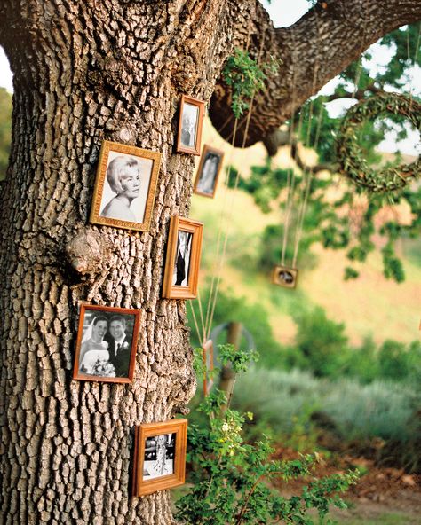 This is one of those why-didn't-I-think-of-that ideas: hang pictures on an old oak tree by the reception area to create a literal family tree. Wedding Tree Decorations, Wedding Photo Display, Old Oak Tree, Wedding Hire, Creative Display, Martha Stewart Weddings, Ideas Family, Tree Wedding, Hanging Pictures