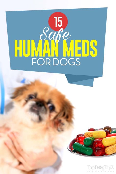 15 Safe Human Medications for Dogs #meds #dogs #medicine Meds For Dogs, Cat Illnesses, Dog Remedies, Medication For Dogs, Dog Insurance, Dog Top, Dog Info, Dog Help, Puppy Care