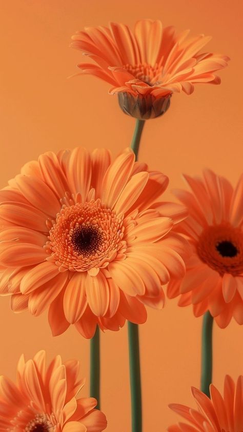 Aesthetic Orange Background, Phone Backround, Friendship Flowers, Aesthetic Orange, Queens Wallpaper, Stone Wallpaper, Lord Krishna Hd Wallpaper, Flowery Wallpaper, Floral Wallpaper Phone