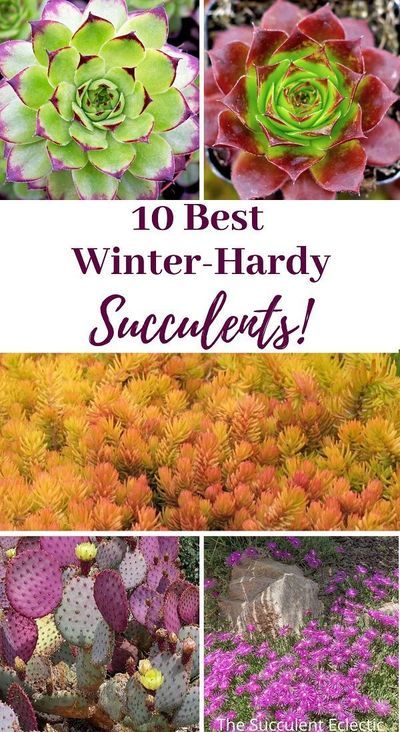 Meet my 10 best winter succulents! To make my list of the 10 best winter hardy succulents, each plant had to be hardy at least to zone 5, (-15F / -26 C) a stellar performer year round, with exquisite form. You will find them to be a colorful bunch, with Zone 5 Succulent Garden, Winter Succulents Outdoor, Hens And Chicks Succulent Landscapes, Hen And Chicks Planting Ideas, Winter Landscaping Ideas, Zone 5 Perennials, Cold Hardy Succulents, Hens And Chicks Succulent, Patio Goals