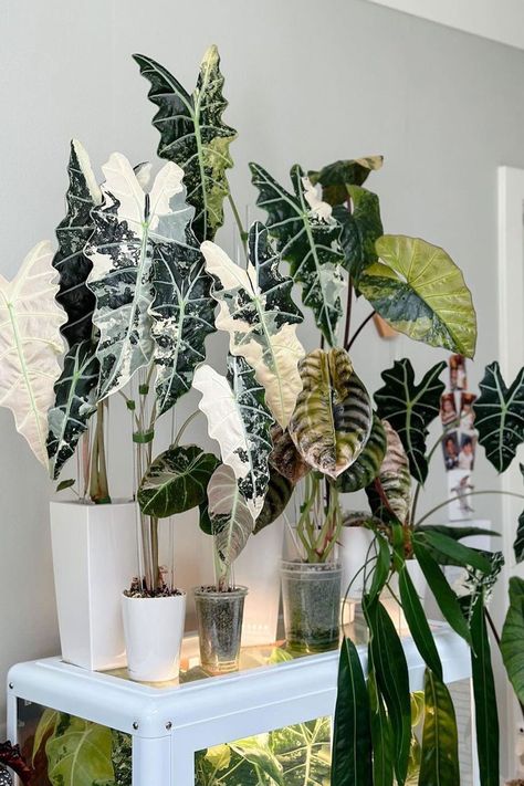 Alocasia Collection, Alocasia Jacklyn, Alocasia Longiloba, Variegated Alocasia, Alocasia Polly, Indoor Tropical Plants, Balcony Gardening, Alocasia Plant, Plant Party