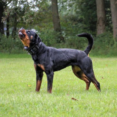 Rottweiler Guard Dog, Fit Rottweiler, Rottweiler Protection, Working Rottweiler, Guard Dog Aesthetic, Rottweiler Aesthetic, Conditioned Dogs, Silly Puppies, Psychiatric Service Dog