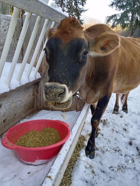 Homemade Grain Recipe for Your Dairy Cow – Spirited Rose Homestead Dairy Farm Homemade Dairy Cow Feed, Cow Farm Ideas, Cow Things, Cow Food, Suburban Homestead, Jersey Cattle, Milk Cows, Cow Feed, Alfalfa Hay