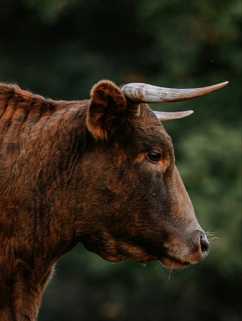 Cow Side Profile, Cow Reference, Cheese Boutique, Bull Face, Christmas Cows, Cow Photography, Profile Photography, Deer Photos, Bull Art