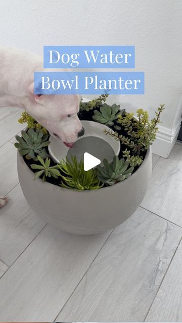 Mik Zenon on Instagram: "A dog water bowl planter 🌱🐶 Comment BOWL for more info on this DIY dog water bowl planter or find it under ✨Dog Bowl Planter✨ on my website. . . Credit to @curly_plant_mom for this genius idea!  . . #dog #dogs #pet #pets #dogsofinstagram #dogsofinsta #dogbowl #doglover #dogbowl #diy #amazonfinds #amazonmusthaves #amazonusa #usa #usa🇺🇸 #amazon #dogstagram" Water Bowl Planter, Dog Water Bowl, Hobby Farming, Pet Water Bowl, Self Watering Plants, Bowl Planter, Dog Water Bowls, Dog Essentials, Pet Gear