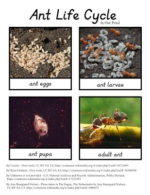 Montessori-Inspired Ant Life Cycle 3-Part Cards - In Our Pond Biology Games, Ant Life Cycle, Insect Unit, Insects Preschool, Maluchy Montessori, Insect Activities, Pete The Cats, Classroom Lesson Plans, Jan Brett