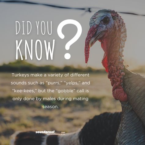 Turkeys are fascinating creatures. 🦃 Check out these 10 Turkey facts from World Animal Protection that we bet you didn't know: #turkeyfacts #didyouknow #factsaboutturkeys #turkeysoundfacts #SoundproofCow Turkey Facts, Animal Protection, Spiral Shape, Common Myths, Homeschool Ideas, How To Eat Less, Animals Of The World, Facts About, Bald Eagle