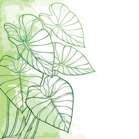 Vector corner bunch of outline tropical leaf Colocasia esculenta or Elephant ear #Sponsored , #ad, #affiliate, #bunch, #Vector, #tropical, #outline Tropical Plant Line Art, Elephant Leaf Tattoo, Tropical Leaf Illustration, Elephant Ear Tattoo, Tropical Leaf Outline, Tropical Plants Drawing, Flower Drawing Sketches, Plant Leaves Drawing, Tropical Leaf Drawing