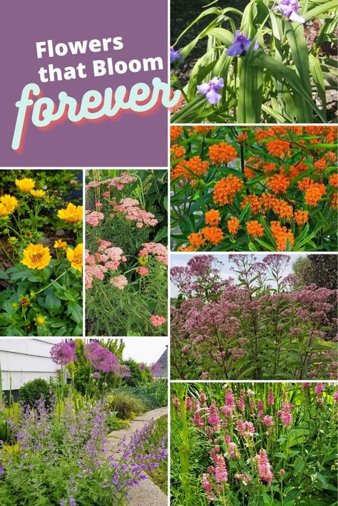 Collage of perennial flowers Longest Blooming Perennials, Long Bloomers, Colorado Landscaping, Funky Garden, Perennial Garden Plans, Blooming Perennials, Flowers Australia, Long Blooming Perennials, Rock Garden Plants