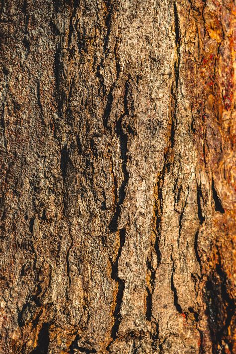 Brown tree trunk in close up photography photo – Free Wood Image on Unsplash Tree Trunk Texture, Texture Background Hd, Brown Tree, Pine Leaf, Picture Tree, Wood Images, Tree Images, Leaf Texture, Close Up Photography