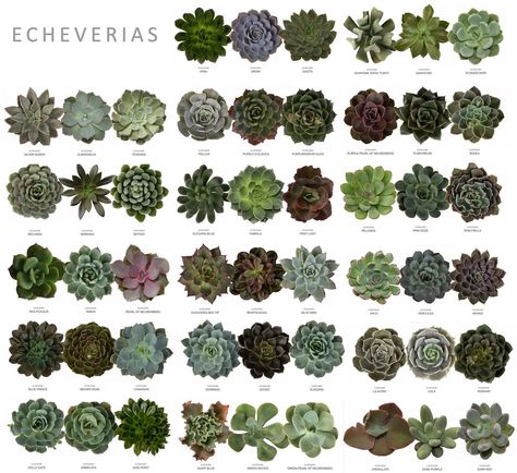 Echeveria IDs Echeveria Types, Plants Names, Succulent Names, Types Of Succulents Plants, Kaktus Dan Sukulen, Plant Wishlist, Black Thumb, Succulent Garden Diy, Propagating Succulents