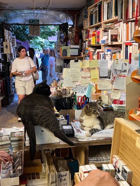 Aesthetic Cats, Two Cats, Book Worth Reading, Worth Reading, Funny Animals, Italy, Reading, Funny, Books