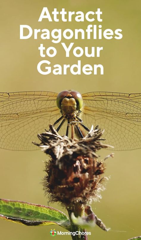 Dragonfly Habitat, Attract Dragonflies, Art Creative Ideas, Best Mosquito Repellent, Backyard Birds Sanctuary, Homesteading Tips, Community Ideas, Butterfly Gardens, Swamp Milkweed