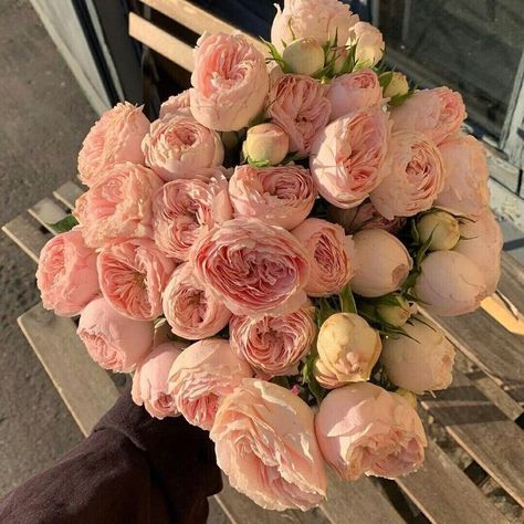 Flowers 🌺 on Twitter: "… " City Flowers, Boquette Flowers, No Rain, Flower Therapy, Luxury Flowers, Pretty Plants, Flower Lover, Love Flowers, Pretty Flowers