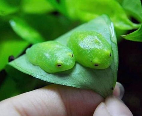 Glass frogs on a leaf Small Frog, Frog Pictures, Frog Decor, Glass Frog, Frog And Toad, Reptiles And Amphibians, Cute Frogs, Animals Of The World, Toad