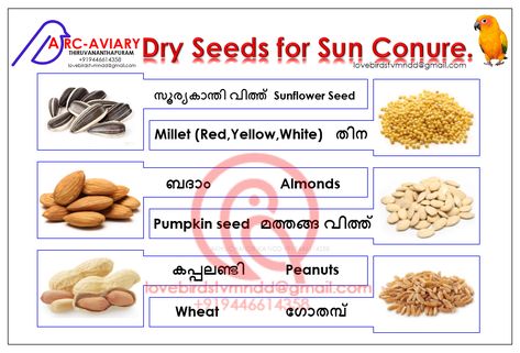 Sun Conure Food Diet. Cockatiel Care, Parrot Diet, Conure Bird, Parrot Food, Conure Parrots, Bird Mom, Sun Conure, Parrot Pet, Parrot Cage