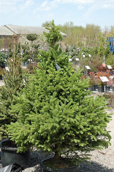 Click to view a full-size photo of North Star Spruce (Picea glauca 'North Star') at New Garden Landscaping & Nursery Trees Backyard, Cabin Landscape, Picea Glauca, Small Trees For Garden, Trees For Front Yard, Picea Pungens, Landscape Nursery, Garden Succulents, Low Maintenance Shrubs