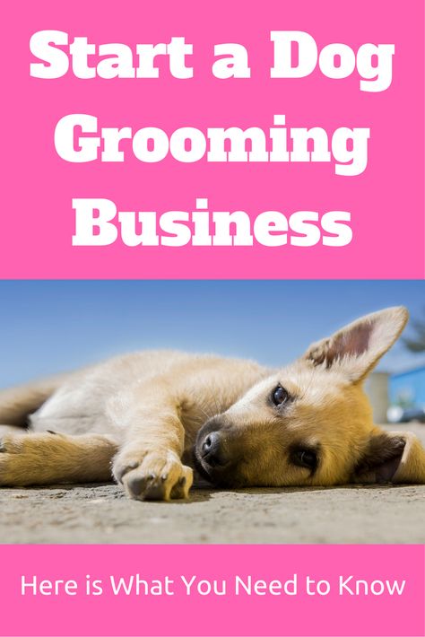 Thinking of Starting a Dog Grooming Business? Curious as to what you can expect? Here is a quick look at what it takes and what you can expect. Plus, some tools to help get you going! https://localsmallbusinesscoach.com/start-a-dog-grooming-business-3/ Names Dog, Pet Grooming Business, Dog Grooming Tools, Pet Grooming Salon, Grooming Business, Dog Grooming Shop, Dog Spa, Dog Grooming Salons, Puppy Grooming