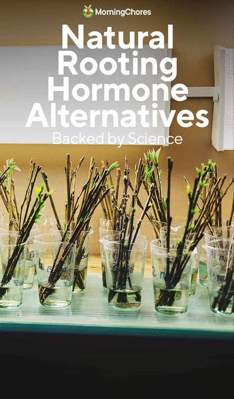 7 Natural Rooting Hormone Alternatives Backed By Science Rooting Hormone Diy, Homestead Life, Vegetable Benefits, Homestead Ideas, Sustainable Gardening, Baking Soda Vinegar, Vegetable Garden Planning, Rooting Hormone, Cinnamon Essential Oil