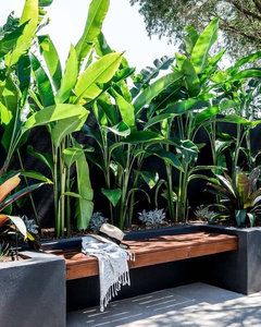 Tropical Garden Ideas, Mediterranean Garden Design, Narrow Garden, Tropical Garden Design, Tropical Backyard, Courtyard Gardens Design, Agave Plant, Backyard Landscaping Ideas, Outdoor Gardens Design