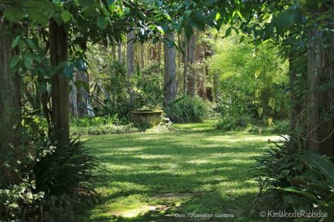 Arbour Stringybark©KimWoodsRabbidge Garden Woodland, Australian Gardens, Garden Diary, Australian Garden, Coastal Gardens, Dirt Track, Sunshine Coast, Dream Garden, In The Woods