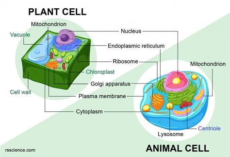 Animal vs. Plant cells - Similarities, Differences, Chart, and Examples - Rs' Science Plant Cell Drawing, Animal Cell Diagram, Plant Cell Organelles, Animal Cell Drawing, Plant Cell Diagram, Cardiac Muscle Cell, Plant Cell Structure, Cell Diagram, Prokaryotic Cell