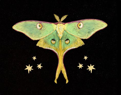 "Luna Moth Illustration.  8.5\" by 11.\"  Printed on high quality acid free satin paper." Lunar Moth Embroidery, Lunar Moth Illustration, Lunar Moth Painting, Luna Moth Aesthetic, Moth Pfp, Luna Moth Illustration, Luna Moth Painting, Watercolor Moth, Luna Moth Art