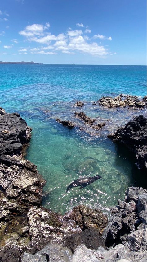 Galapogas Islands, Galapagos Islands Aesthetic, Travel Visionboard, Textiles Moodboard, Galapagos Islands Travel, Galapagos Island, Wildlife Biologist, Beach Walking, Ecuador Travel