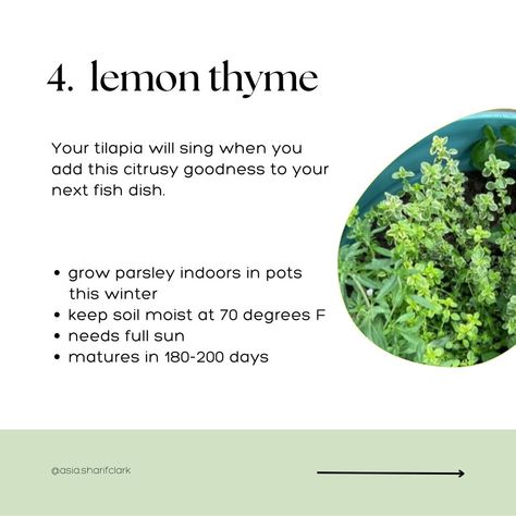 Your small space is a mighty space. It's perfect for growing these 6 cooking favorites indoors... - Sweet basil - Greek basil - Flat leaf parsley - Lemon thyme - Common thyme - Italian oregano Let's say you're looking to create a fall vegetable soup; common thyme is a great pairing and adds so much freshness and flavor to your nourishing bowl. That's what I love most about helping beginners create their own herb and veggie gardens. It's so much fun to help them grow herbs and veggies they ... Harvesting Parsley How To, Harvesting Parsley, Fall Vegetable Soup, Grow Parsley, Curly Parsley, Parsley Sage Rosemary And Thyme, Parsley Leaves, Veggie Gardens, Grow Herbs