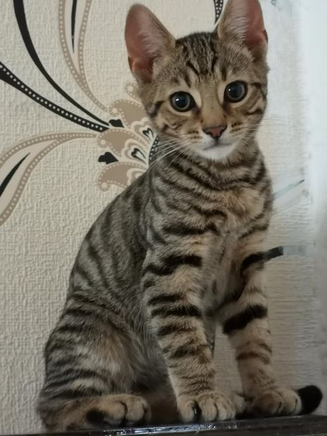 Bengal Tiger Cross kittens For Sale in Sunderland, Tyne And Wear Bengal Kittens, Bengal Kitten, Kitten Art, Kittens For Sale, Bengal Cats, Tyne And Wear, Kitten For Sale, Striped Cat, Kitten Care