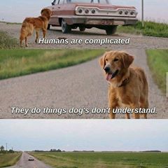 The Solace 🥀 (@thesolaces) • Instagram photos and videos Dogs Purpose Quotes, A Dogs Purpose Quotes, A Dogs Purpose Movie, A Dog's Purpose, Movie Quotes Inspirational, A Dogs Purpose, Sweet Memes, Purpose Quotes, Friend Memes