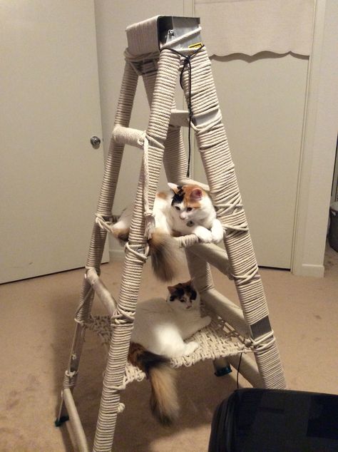 Ladder Cat Tree Diy, Diy Cat Shelves, Diy Cat Tower, Cat Tree Plans, Cat Tree Designs, Meme Chat, Cat Ladder, Cat Kennel, Diy Cat Tree