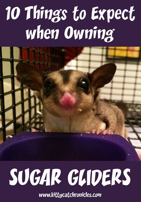 Sugar Glider Diet, Sugar Glider Care, Sugar Glider Baby, Sugar Glider Pouch, Sugar Glider Pet, Sugar Glider Cage, Sugar Glider Toys, Kat Diy, Sugar Bears