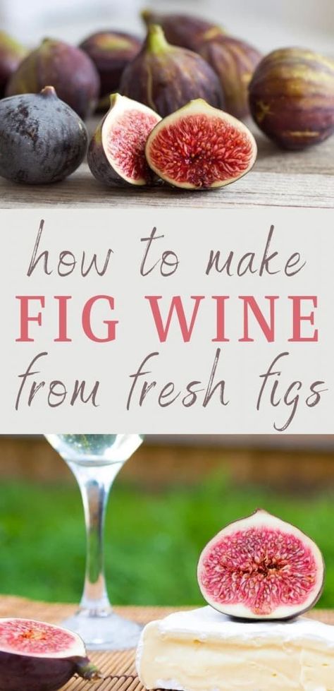 Turn your fresh figs into fig wine with this easy recipe. Step by step instructions for how to make wine in 30 days! #homemade #wine #figs #homebrew Fig Wine, How To Make Wine, Wine At Home, Fig Season, Fig Jam Recipe, Fermented Pickles, Home Canning Recipes, Wine Recipe, Recipe Step By Step