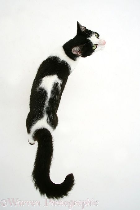 Black-and-white cat walking, viewed from above, white background Pet Photography Poses, Cat Walking, Cat Anatomy, Cat Reference, Cat Stories, Cat Pose, Pose References, Arte Inspo, White Cats