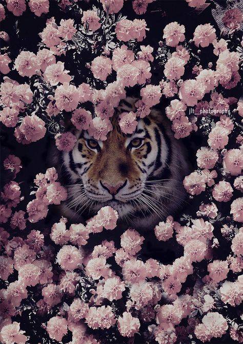 The Tiger Flowers, Pink