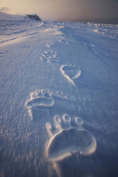 National Geographic Polar Bear Tracks Footprints In The Snow, Bear Tracks, Winter Scenes, Scandinavia, Amazing Nature, Beautiful Creatures, The Snow, Beautiful World, Animal Kingdom