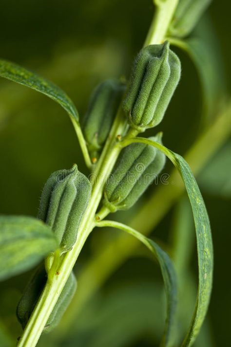 Organic Sesame Seed. A Fresh Green Organic Sesame Seeds Crop , #spon, #Seed, #Sesame, #Organic, #Fresh, #Crop #ad Sesame Plant, Fresh Crop, Sesame Seed, Crop Image, Traditional Medicine, Beauty Recipe, Fresh Green, Sesame Seeds, Ayurveda