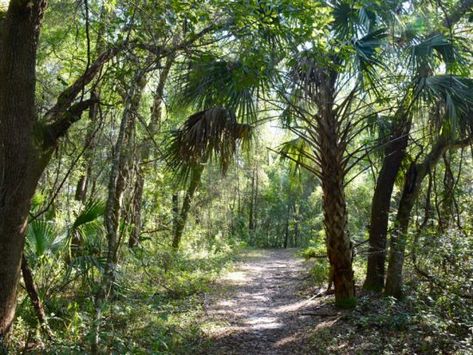 Florida Hikes | Trails Hiking Biking Paddling Camping Trail Aesthetic, Florida Hikes, Dunnellon Florida, Rainbow Springs State Park, Florida Trail, Retention Pond, Rainbow River, Trail Walking, Tubing River