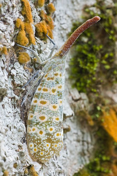 Beautiful lantern bug/lantern fly, Pyrops oculatus. I have 8 different species in my collection here: orionmystery.blogspot.com/2011/03/lantern-bug-lantern-fly... Lantern Bug, Lantern Fly, Flying Lantern, Different Species, Beetles, My Collection, Bugs, Insects, Lanterns