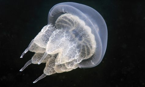 It sucks to swim like a jellyfish, study of animal's movement suggests | Environment | The Guardian Animal Movement, Stanford University, Jellyfish, Fish Pet, University, Swimming, Water, Animals