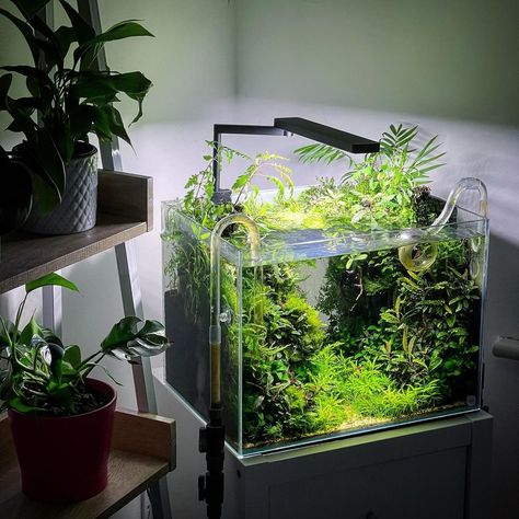 Jungle Aquascape, Shrimp Aquascape, Cube Aquascape, Nano Aquascape, Cube Aquarium, Shrimp Tanks, Natural Aquarium, Biotope Aquarium, Aquascape Design