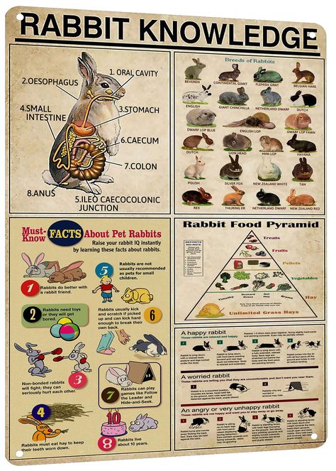 PRICES MAY VARY. Detailed Rabbit Breeds Guide: This tin poster features an extensive showcase of various rabbit breeds, making it an educational and attractive addition to any rabbit lover's collection. Anatomy Insight: Learn about rabbit anatomy in detail with this metal tin sign, perfect for educational purposes in schools, pet shops, or at home. Nutritional Information: Includes a rabbit food pyramid, offering valuable insights into the dietary needs of rabbits, ideal for pet owners and anima Rabbit Knowledge, Rabbit Keeping, Breeding Rabbits, Rabbit Things, Rabbit Anatomy, Bunny Homes, Kurt Kunkle, Rabbit Hutch And Run, Rabbit Sign