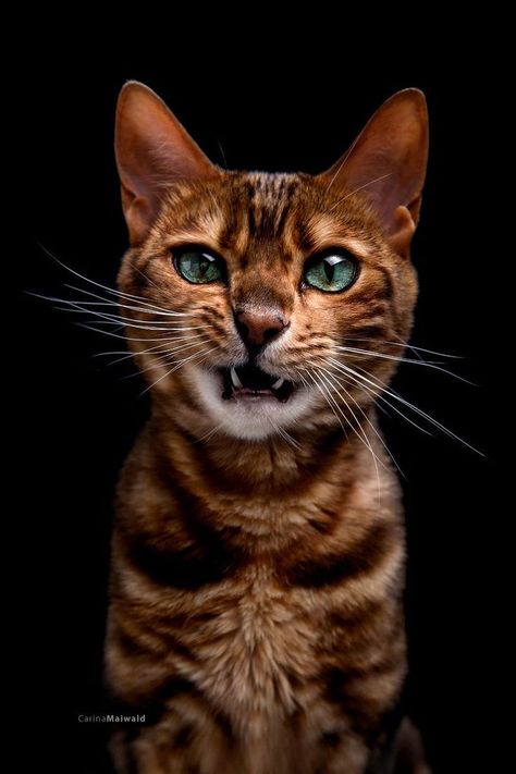 Vatukanlehti kolli Bengal Cats, Image Chat, Animale Rare, Cat Photography, Bengal Cat, Domestic Cat, Warrior Cats, Cute Kittens, Pretty Cats