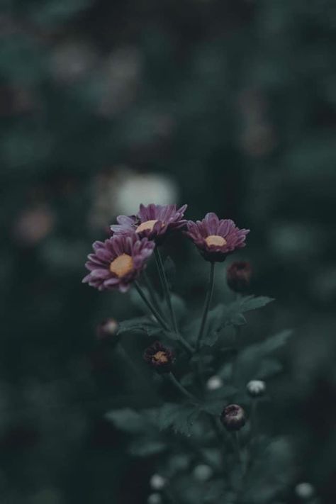 Flower Bush, Wallpaper Photography, Lovely Flowers Wallpaper, Wallpaper Nature Flowers, Wallpaper Nature, Plant Wallpaper, Photography Aesthetic, Flowers Wallpaper, Nature Flowers